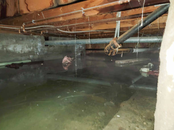 Best Mold removal after water damage  in West Lafayette, IN